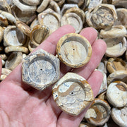 Small Size Petrified Wood Stand