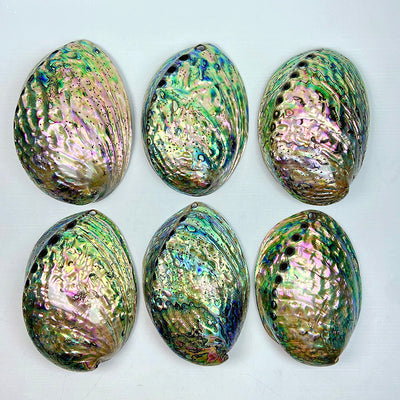 Natural Abalone Shell