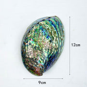 Natural Abalone Shell
