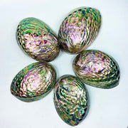 Natural Abalone Shell